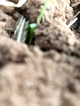 DirtybhabhiGoal online show from 11-22-25, 06:56