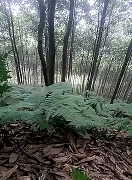 thuy-kieu online show from 01-09-26, 01:52