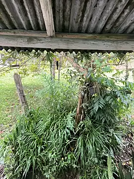 Snapshot of Monahliza chatting on 03-12-26, 12:55 Monahliza online show from 03-12-26, 12:55