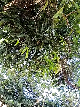 Avejkhan1630 online show from 12-14-25, 04:29