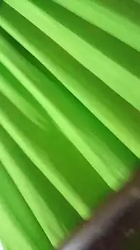 Snapshot of saray_reesee chatting on 02-28-26, 04:24 saray reesee online show from 02-28-26, 04:24