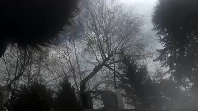 dongoralesko77 online show from 04-11-26, 10:19