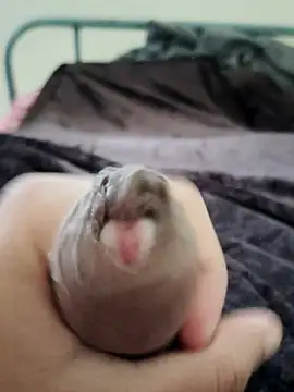 Snapshot of unknownuser96 chatting on 01-09-26, 08:06 unknownuser96 online show from 01-09-26, 08:06