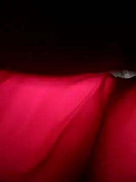 Hoa-tuylip online show from 04-11-26, 06:29