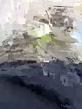 Nickysfd01 online show from 04-14-26, 02:34