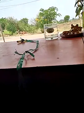 Chandu1245 online show from 04-11-26, 08:07