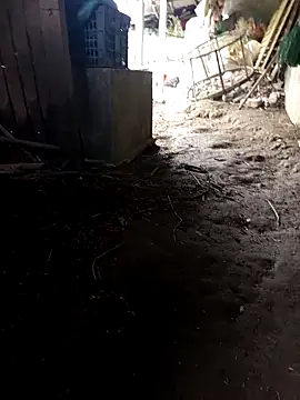 hungdecu online show from 03-05-26, 02:51