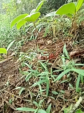 maymay121 online show from 04-18-26, 10:08