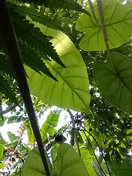 boy-pho- online show from 07-20-26, 04:16