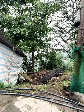 Rosa-x online show from 04-19-26, 09:19