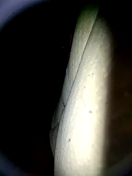 Harkorti online show from 04-22-26, 04:48