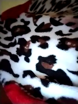 Sia9t online show from 04-23-26, 02:30