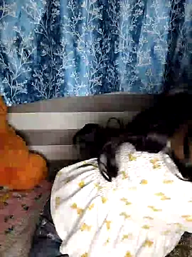 Snapshot of pinki-rani1 chatting on 07-07-26, 05:17 pinki-rani1 online show from 07-07-26, 05:17