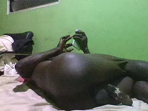 Snapshot of blakkvirus chatting on 12-15-24, 05:13 blakkvirus online show from 12-15-24, 05:13