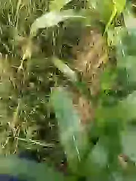 ThethunderPo online show from 03-29-26, 02:55