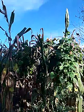 sarpe4 online show from 09-28-25, 06:19