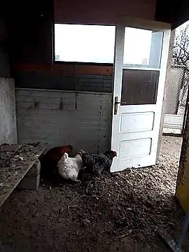 sarpe4 online show from 11-22-25, 07:29