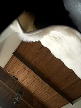 odbodu online show from 11-22-25, 08:52