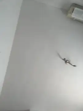 Snapshot of itsCassie chatting on 10-13-25, 01:00 itsCassie online show from 10-13-25, 01:00