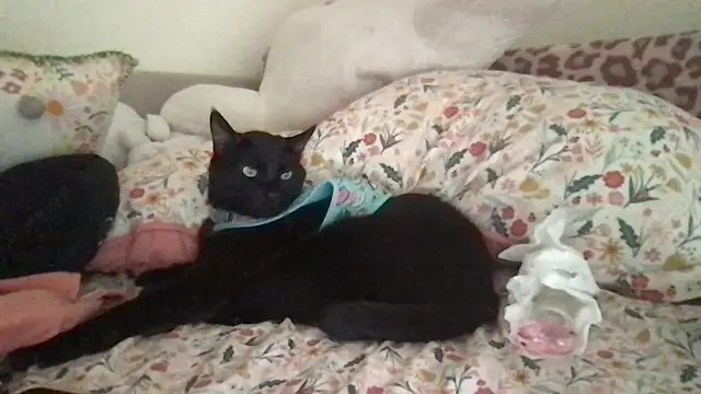 HYPHYtype online show from 09-09-25, 10:31