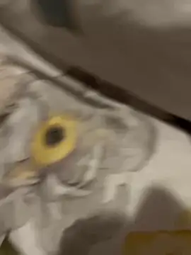 sweetmystery1 online show from 03-13-25, 07:17