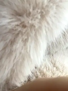 Snapshot of Feral_berry_8133 chatting on 12-02-24, 06:20 Feral berry 8133 online show from 12-02-24, 06:20