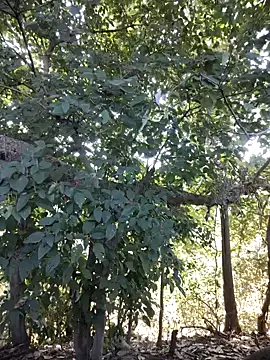 Rinku5553 online show from 01-27-25, 08:18