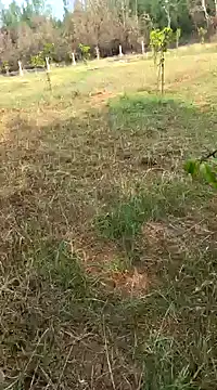 Gopal1243 online show from 02-11-25, 04:01