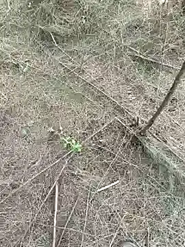 Gopal1243 online show from 02-15-25, 09:27