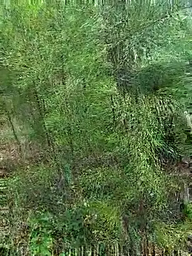 Gopal1243 online show from 10-21-25, 01:17