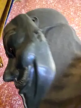 Snapshot of SugarNdBrownie chatting on 02-08-26, 09:29 SugarNdBrownie online show from 02-08-26, 09:29