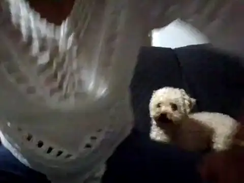 Snapshot of RAYA_1 chatting on 02-02-25, 12:51 RAYA 1 online show from 02-02-25, 12:51