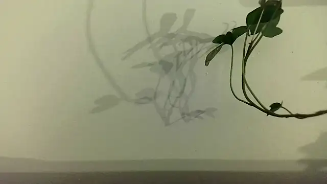 fdd13 online show from 02-18-25, 06:37