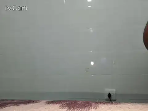 Snapshot of Stormward chatting on 02-24-25, 06:15 Stormward online show from 02-24-25, 06:15